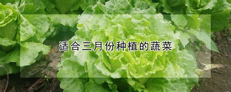 4月可以种植的蔬菜有哪些？推荐这10种蔬菜，可以一直采收到秋天|10 vegetables for April