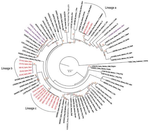 Molecular Identification of Enteric Viruses in Domestic Animals in ...