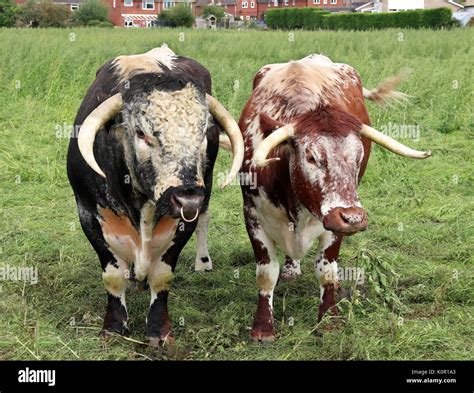 Bull And Cows High Resolution Stock Photography and Images - Alamy
