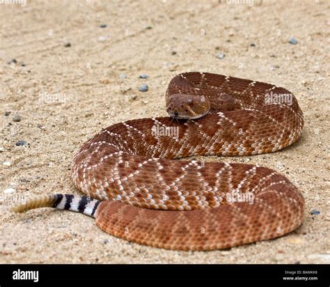 Red Diamondback Rattlesnake Stock Photo - Alamy