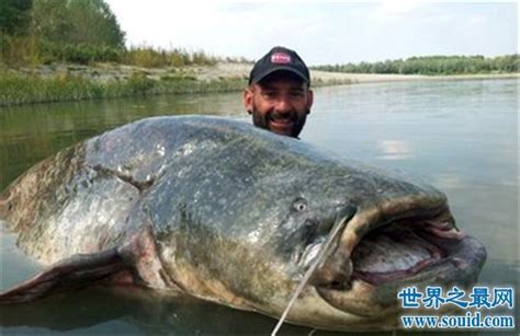 世界上最大的鱼 最长可达20米专吃浮游生物_探秘志