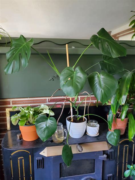 Monstera Aerial Root Fix : r/plantclinic