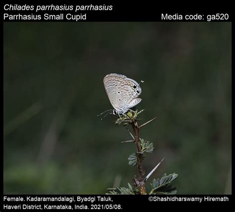 Chilades parrhasius | Butterfly