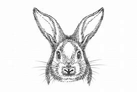 Image result for bunny drawing