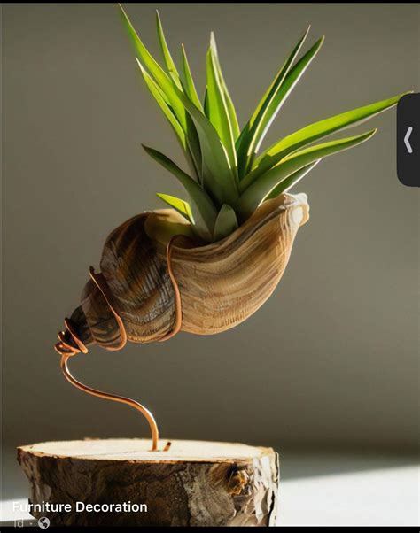 How to Properly Water Air Plants 的图像结果