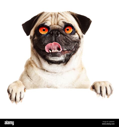 Crazy dog with big eyes Stock Photo - Alamy