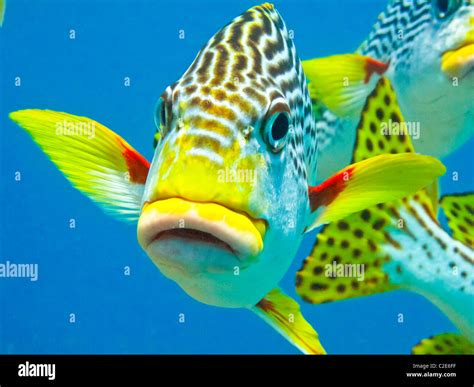 Barrier Reef Fish