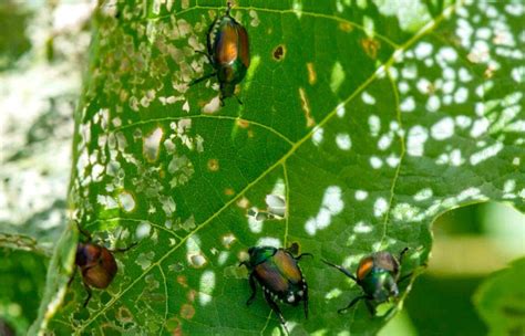 Invasive Japanese beetles surge in Pasco and Kennewick | Tri-City Herald