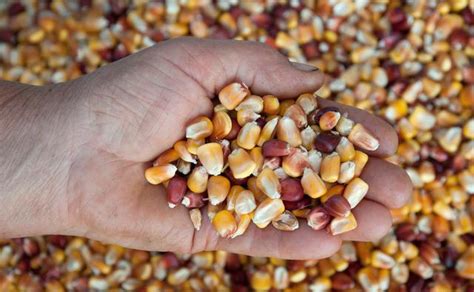2022玉米种子最好的品种 - 惠农网