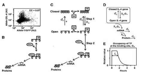 Image result for Basic Stochastic Counterpart Models