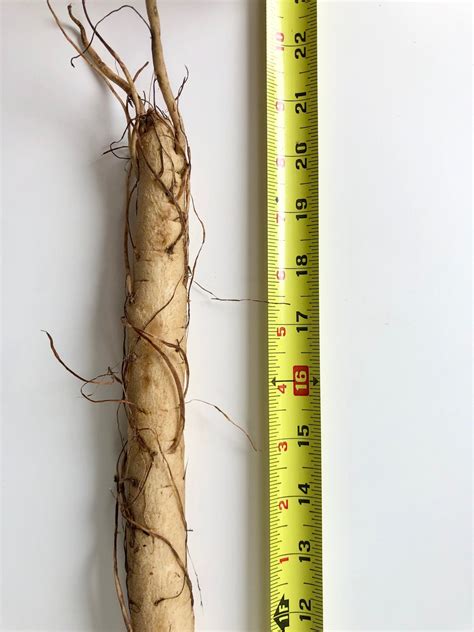 Bildergebnis für picture of burdock root