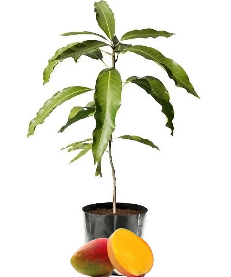 IXORA Sindhu Seedless Variety Grafted Mango Aam Fruit Live Plant & Tree ...