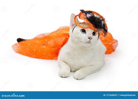 Orange tabby cat costume toddler - filesrolf