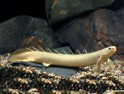 Wielopłetwiec senegalski - Polypterus senegalus • Cena, Opinie • Ryby ...