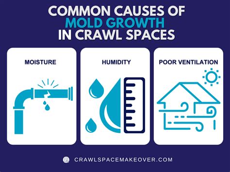 Expert Insights: Navigating Crawl Space Mold Remediation for Homeowners ...