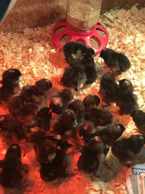 Spring Chickens 11 的图像结果