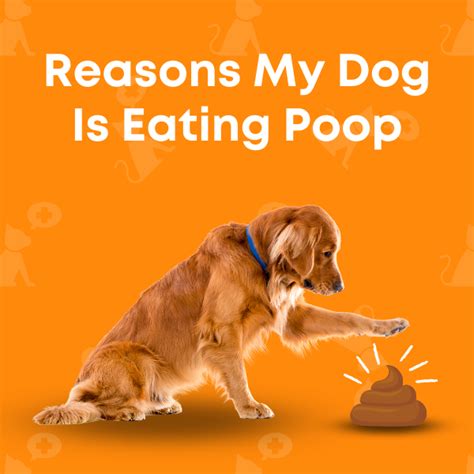Image result for Dog Eating Pudding Poop