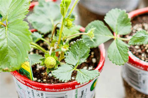 How To Plant Strawberries In A Pot