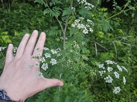 Here's your poison hemlock : r/foraging