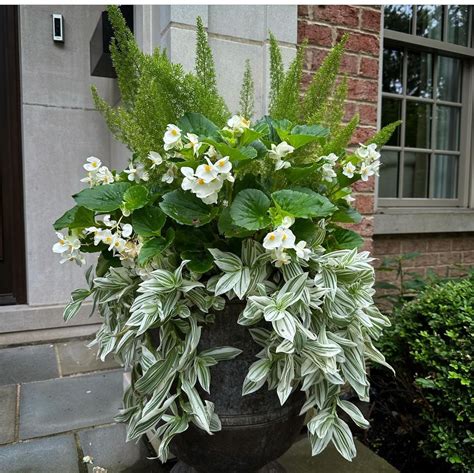 Good Container Plants