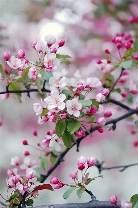 春天里的中国春天里的樱花🌸 - 知乎