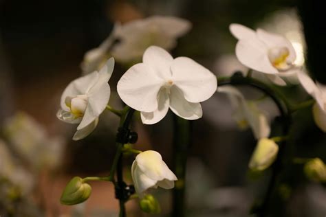 Mahn Family Funeral Home, Bodelson-Mahn Chapel - Red Wing, MN | Funeral ...