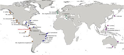 A biogeographic framework of octopod species diversification: the role ...