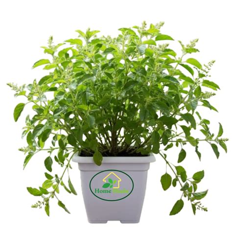 Home Shala Live Ayurvedic Rama Tulsi Plant (Green Tulsi) – Sacred Holy ...