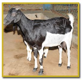 Breeding Management of Sheep and Goat