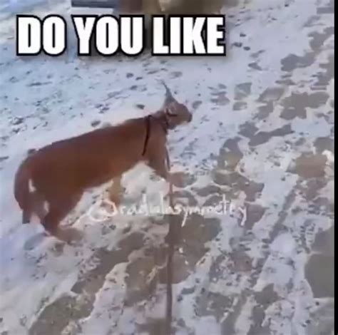 Never forget your roots : r/19684