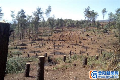 木材堆叠在森林里砍伐树木在路边森林里砍伐树木高清图片下载-正版图片307735131-摄图网