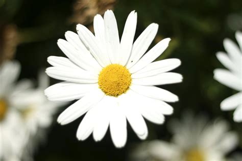 Free picture: big, white flower, details, photo