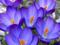 Image result for Crocuses