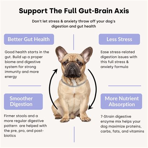 Can Anxiety Cause Hives In Dogs