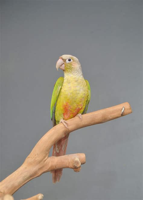 Image result for Conure Parrot Types