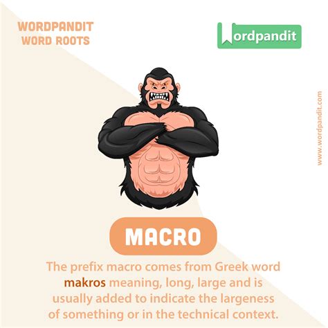 The Macro Root Word: Meaning, Definition, and Examples | Root words ...