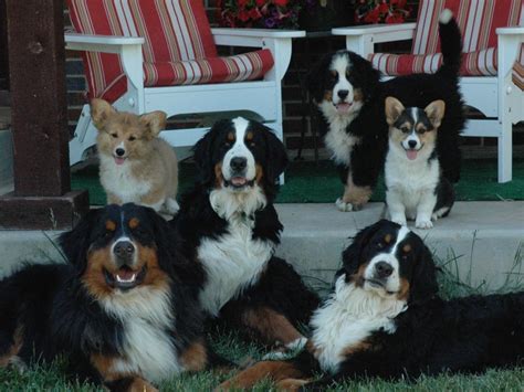 Bernese Mountain Dog Corgi Mix