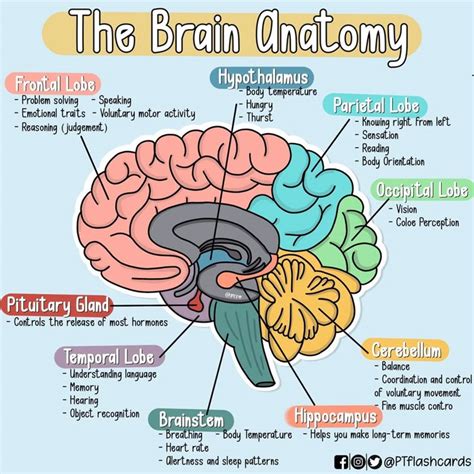 Brain Function Diagram 的图像结果