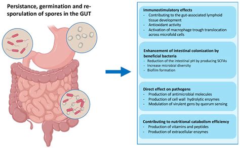 Bacterial Spore-Based Delivery System: 20 Years of a Versatile Approach for Innovative Vaccines
