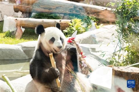 超萌！去俄罗斯“出差”的大熊猫“如意”“丁丁”，在新家这样嬉戏打滚......_新华报业网