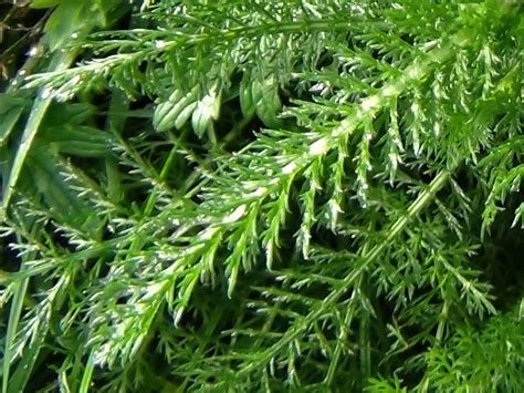 Yarrow, Woundwort, Milfoil, Staunchweed, Herbe Militaris, Achillea millefolium