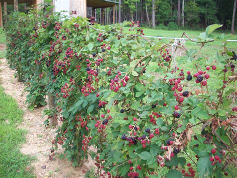 How To Grow Thornless Blackberries From Seed at Mike Kirschbaum blog