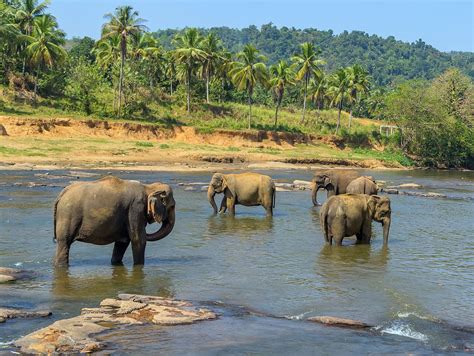 Wildlife In Sri Lanka