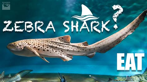 What Does a Zebra Shark Eat – sharksinfo.com