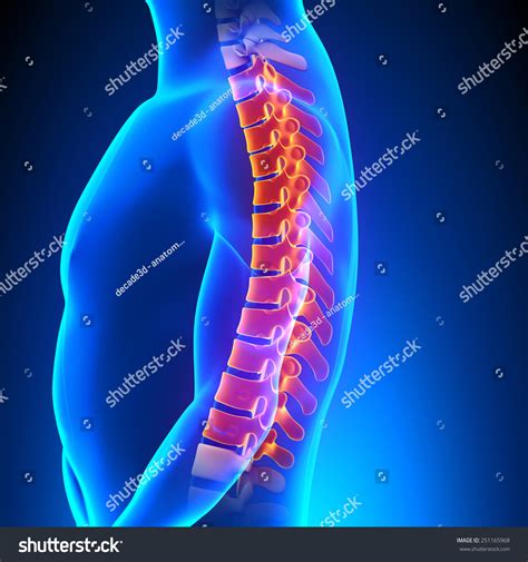 Thoracic Spine Anatomy Pain Concept Stock Illustration 251165968 | Shutterstock