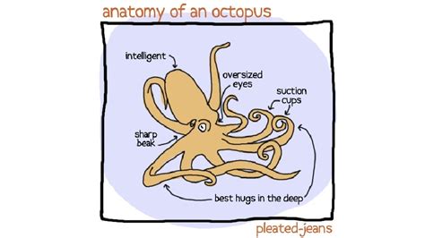 Image result for Octopus Solves Problem
