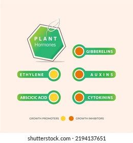 Image result for How to Size Element Properly Using CSS