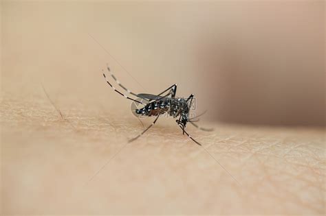 正在吸血的花蚊高清图片下载-正版图片501365101-摄图网