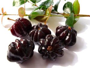 Trothic Gardens Rare Eugenia uniflora Black Surinam Cherry Tropical ...