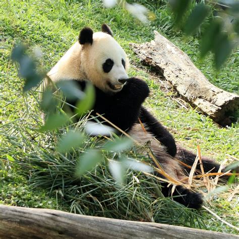 Endangered Giant Pandas